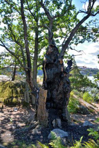 Stockholms Schärengarten