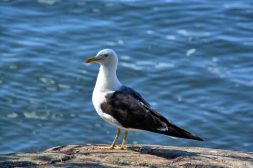 Stockholms Schärengarten