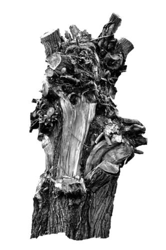 Kopfweiden Rheinufer