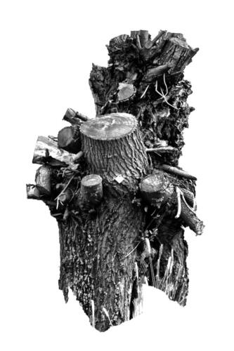 Kopfweiden Rheinufer