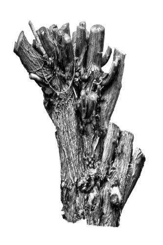 Kopfweiden Rheinufer