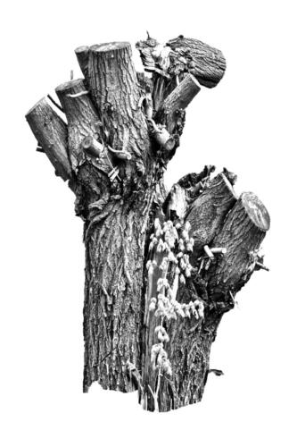 Kopfweiden Rheinufer