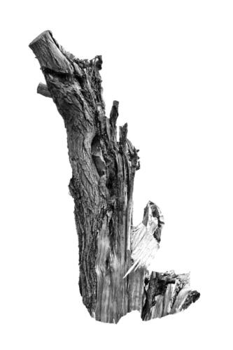 Kopfweiden Rheinufer