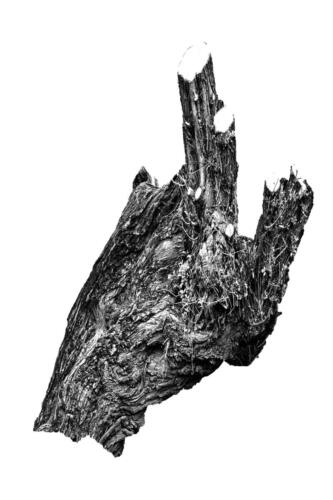 Kopfweiden Rheinufer