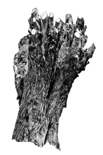 Kopfweiden Rheinufer