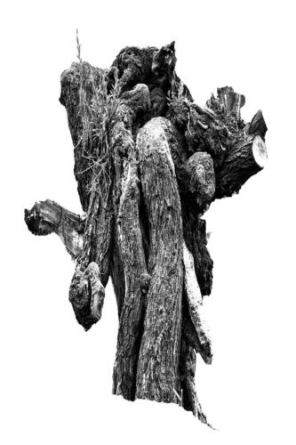 Kopfweiden Rheinufer